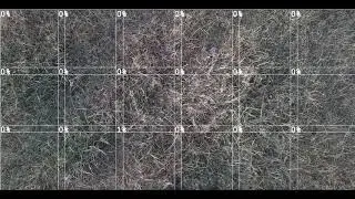 Weed detection test 2 (getting better)