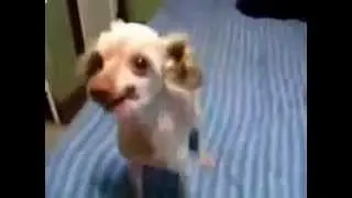 Собака лает как сумасшедшая  смешной дубляж