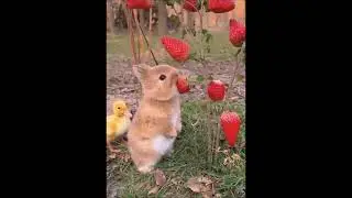 Солнечный зайчик