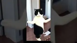 cat danceing #shorts #trending #youtubeshorts
