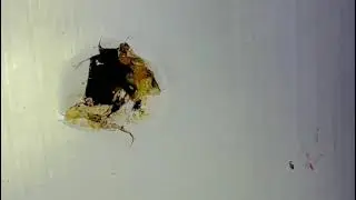 Termites found in a wall in a Brisbane Home & what they look like?