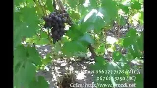 Сорт винограда Ромэо