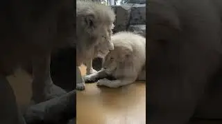 Львы ❤️