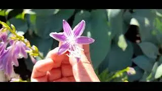 #хостаСтилетто #цветы / Хоста Стилетто ( лат. hosta Stiletto) в фиолетовых  цветах