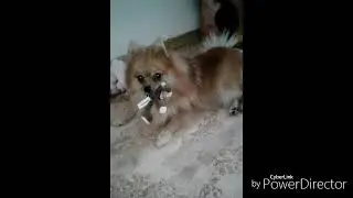 Моя собака танцует под Брайна Мапса