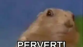 Classic: The crazy looking, porn watching Squirrel