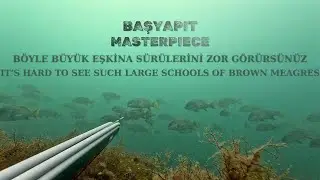 A Masterpiece in Spearfishing: Giant Brown Meagre Schools and a Magnificent Trophy