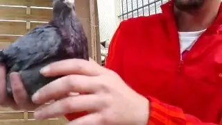 otra mas para el balear
