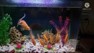Fish - the verve - a bitter sweet symphony