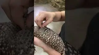 My beaded lizard is shedding! 😁