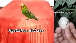 Mysteries Tata punch ! Youtube power ✓ | Tata punch pure Cng variant Value for money | #birds #punch