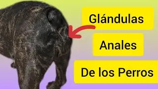 Remedios Caseros para Glándulas ANALES de PERROS 🐕