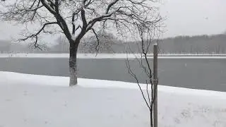 Лебеди-ледоколы