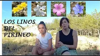 BIO-FLASH: los linos del Pirineo