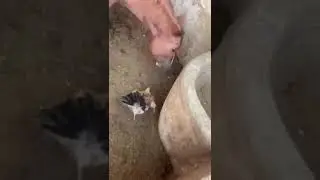 Лошадь ест цыплят Веганы В ШОКЕ Лошадь ест мясо Травоядное