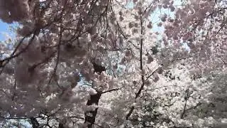 Cherry Tree Festival, April 23, 2019 on a noisey day in Washington D.C.