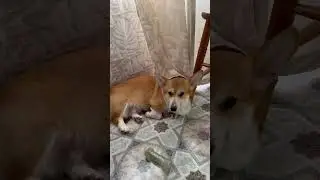 Отдых - релакс 😴 #корги #corgi #corgilove #вельшкорги #коргипемброк #вельшкоргипемброк #corgilife