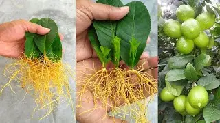 How to grow lemon trees from lemon leaves - With 100% Success
