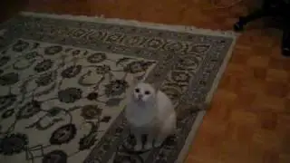 Cat Sage Dance