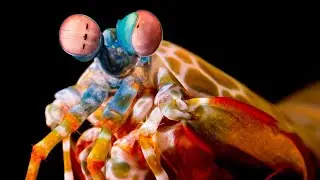 7 Animali Con Gli Occhi Più Belli Del Mondo🐸👀👁