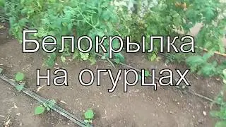 Белокрылка на огурцах и наши помидорки)))