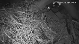 Acridotheres Tristis baby bird Part 03 End -The last Bird left nest - Rời tổ