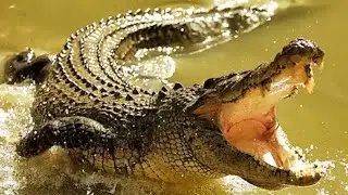 Alligator Animal Natural Life of Alligator Animals