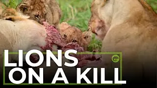 LIONS ON A KILL | Northern Serengeti