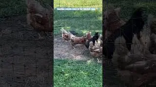 Houdina sneaks back in the chicken coop🐓😂🙄#chicken #homesteading #farmlife #garden  #shorts