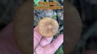 СЪЕДОБНЫЕ ВЕСЕННИЕ ГРИБЫ.