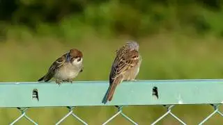 可愛すぎて萌え死にしそうになるスズメの動画（笑）
