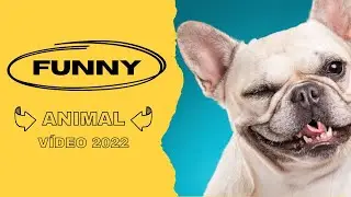 Funniest cat and dog videos of the week 2022