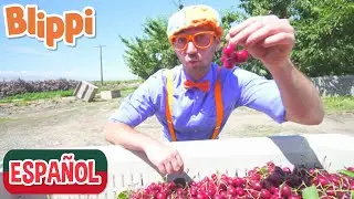 Blippi Visita un Granja de Cerezas | Aprende con Blippi | Blippi Español | Moonbug Kids