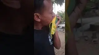 Eating mangoes on the tree #127 #shorts