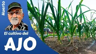 Cultivation of garlic, THE FAMILY GARDEN. English subtitles