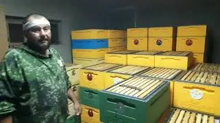 Богатый Сезон  на Урожай!!! Изоляция Маток 2023!!! Закорм в Зиму!!!