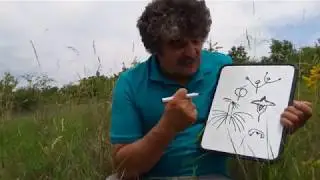 Botanikus a konyhában - 30. A tejoltó galaj