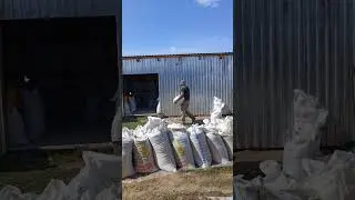 #деревня# хозяйство#заготовка зерна#