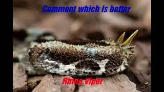 Gaboon Viper vs Rhino Viper