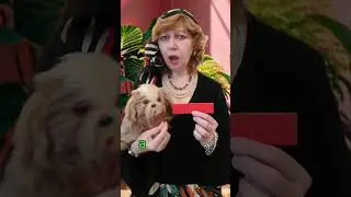 Периметр прямоугольника.