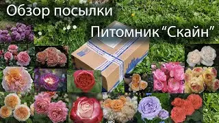 Обзор посылки с розами из питомника 