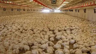 The Delicious Chicken Breast That You Buy In The Store Is Made Right Here!