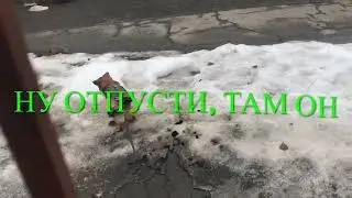 Кнопа 🐶 охотится на кота 🐈‍⬛