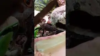 Злостное нападение дракона