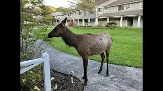 Elk wants to play.