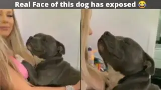 Dogs are not loyal Anymore || funny dog videos || try not to laugh