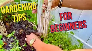 Gardening Tips: Some simple tips to make gardening easier if you’re beginner