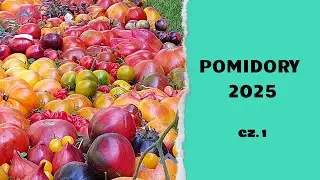 TOMATOES - 2025 Season Summary Part 1