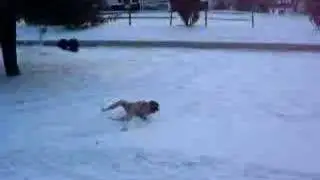 Boys in boxers in snow