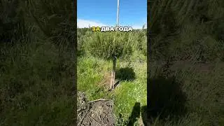 Без этой операции забудьте о ПЫШНОЙ СОСНЕ на штамбе!